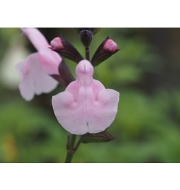 Salvia 'Blind Faith'