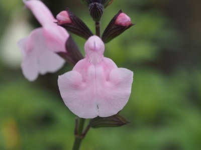Salvia 'Blind Faith'