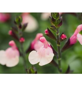 Salvia 'Autumn Moon'
