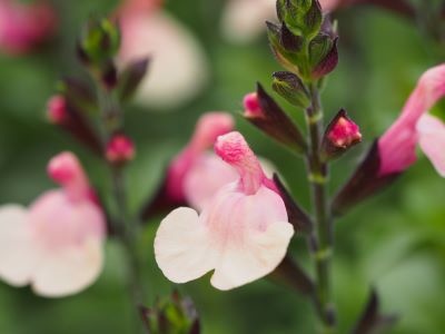 Salvia 'Autumn Moon'