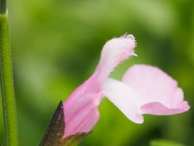 Salvia 'Anduus'