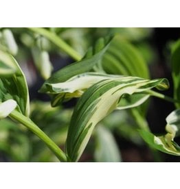 Polygonatum hybridum 'Striatum'