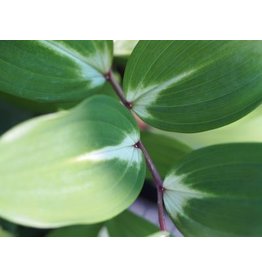 Polygonatum odoratum 'Byakko'