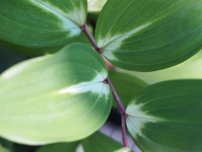 Polygonatum odoratum 'Byakko'