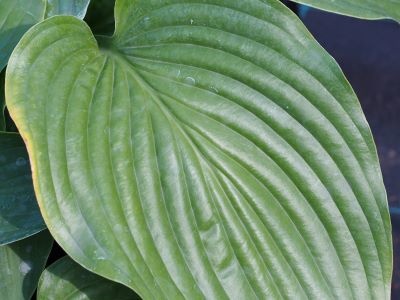 Hosta 'Empress Wu'