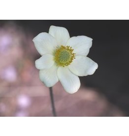 Anemone 'Spring Beauty White'