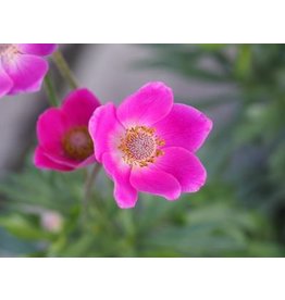 Anemone 'Spring Beauty Pink'