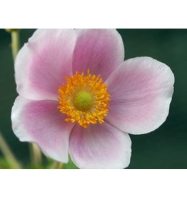 Anemone hybrida 'Leather and Lace'