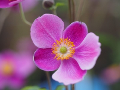 Anemone hybrida 'Bowles Pink'