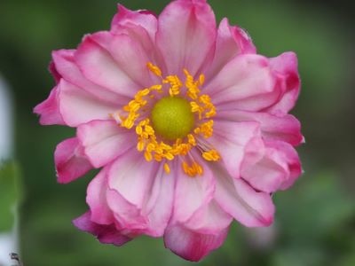 Anemone hupehensis 'Fall in Love Sweetly'