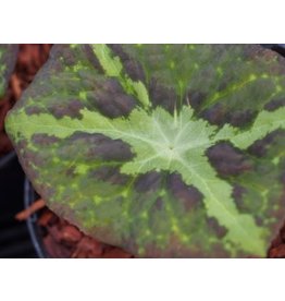 Podophyllum chengii 'Hunan'