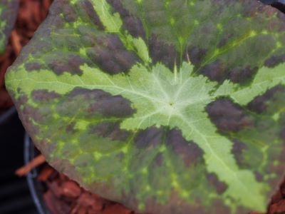 Podophyllum chengii 'Hunan'
