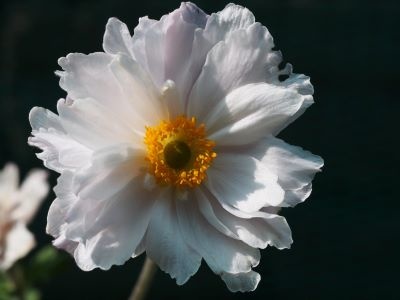 Anemone rupicola 'Frilly Knickers'