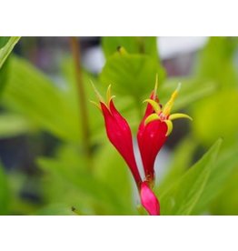 Spigelia marilandica 'Little Redhead'