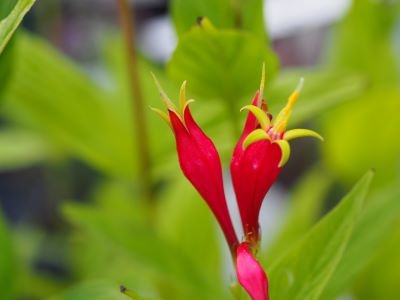 Spigelia marilandica 'Little Redhead'