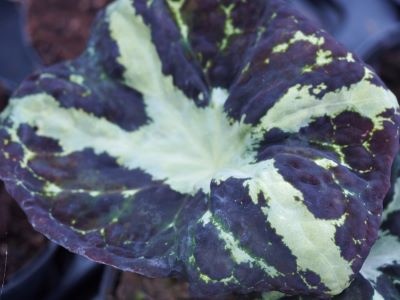 Podophyllum chengii 'Hunan'