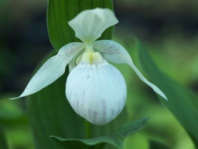 Cypripedium fasciolatum x macranthos 'Alba'