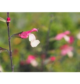 Salvia 'Pink Neck'