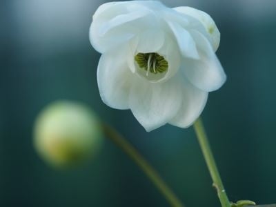 Anemonopsis macrophylla 'White Swan' syn. 'Alba'