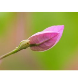 Bougainvillea 'Violet de Meze'
