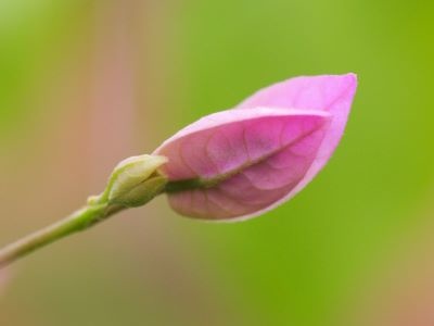 Bougainvillea 'Violet de Meze'