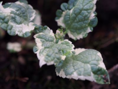 Meehania utricifolia 'Wandering Minstrel'