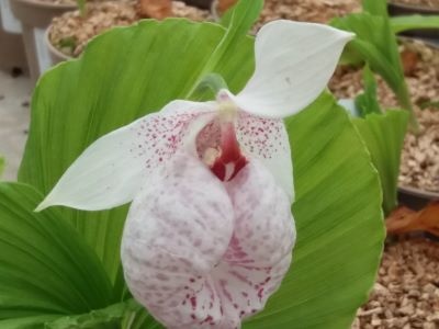 Cypripedium formosanum