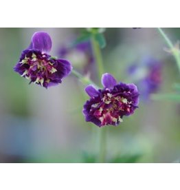 Geranium phaeum 'Joseph Green'