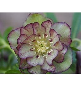 Helleborus orientalis 'Double Ellen Purple Green'