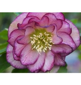 Helleborus orientalis 'Double Ellen® Picotee'