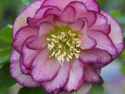 Helleborus orientalis 'Double Ellen® Picotee'