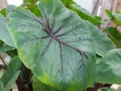 Colocasia 'Pharaoh's Mask'