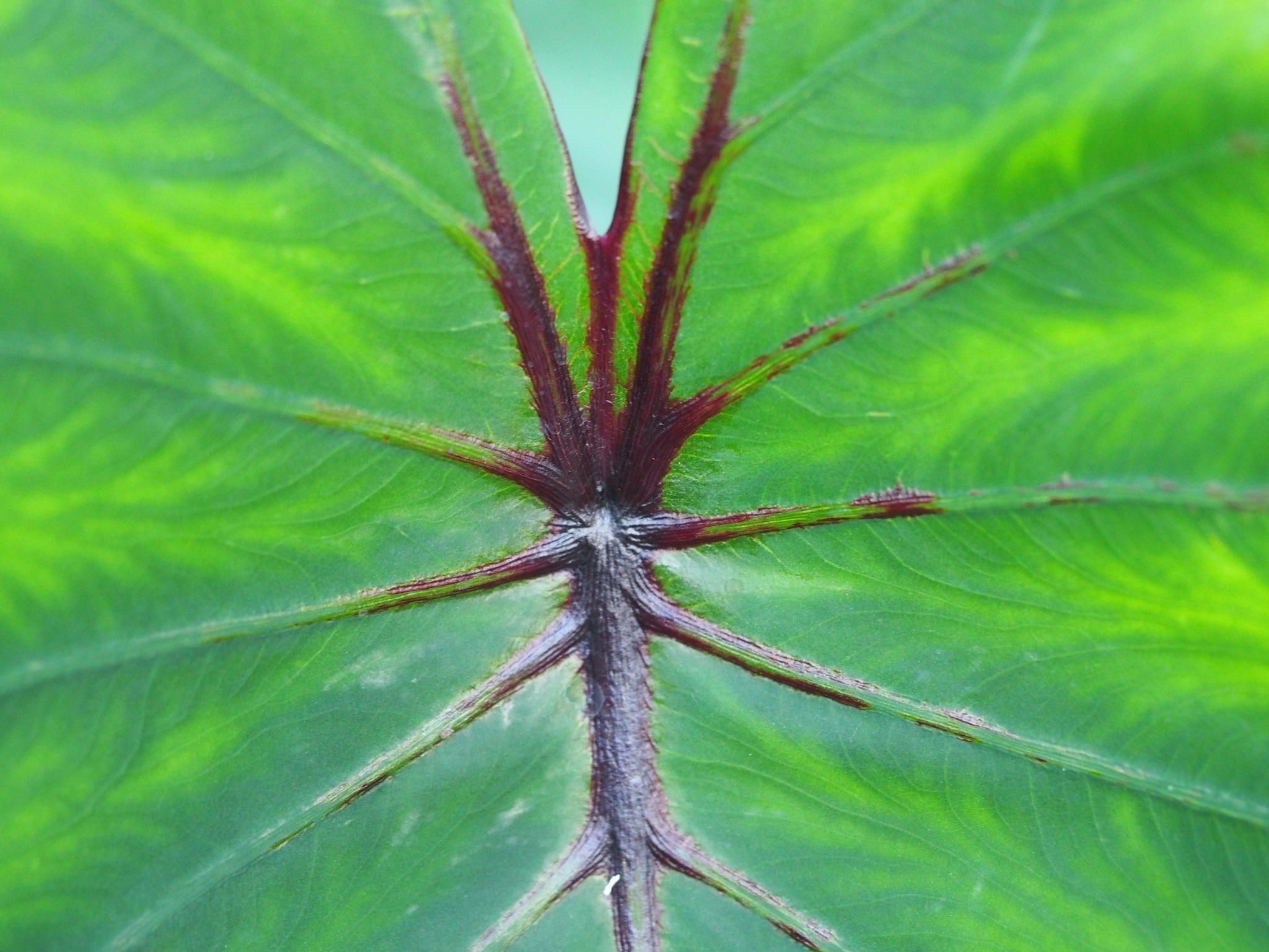 Colocasia 'Pharaoh's Mask'