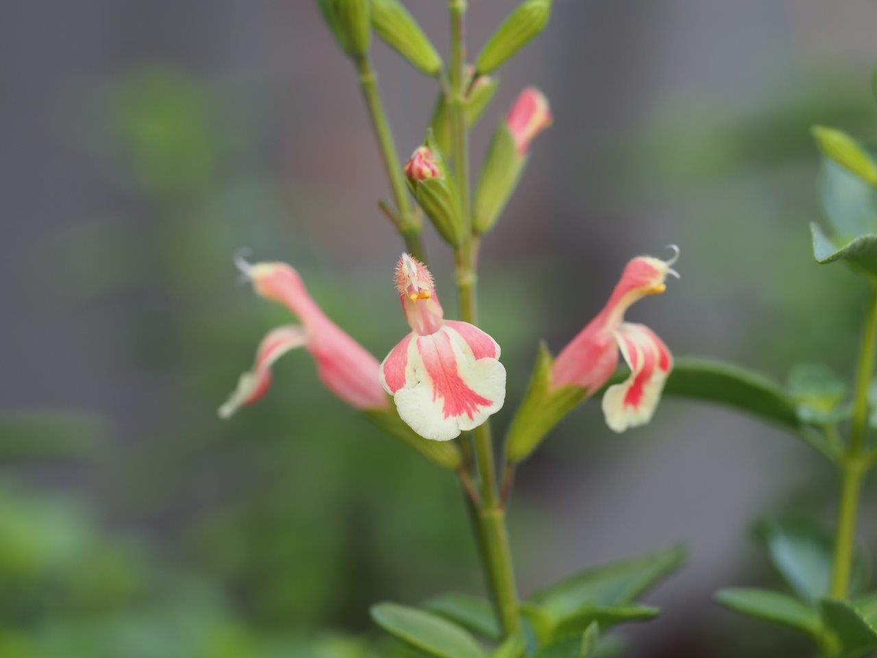 Salvia 'Belle de Loire'
