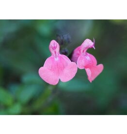 Salvia 'Syracuse'