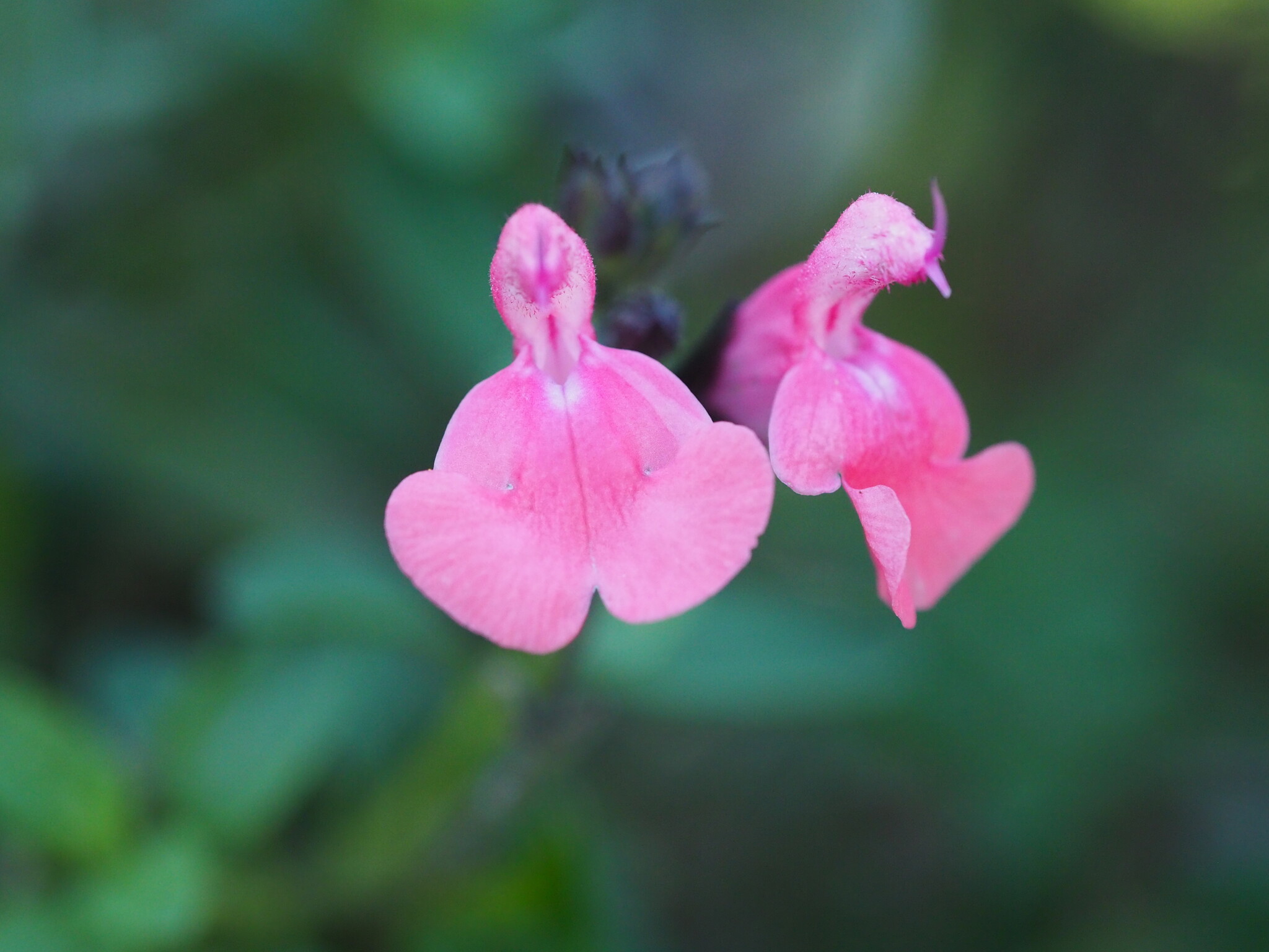Salvia 'Syracuse'