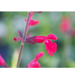 Salvia 'Silke's Red'