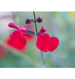 Salvia 'Reve Rouge'
