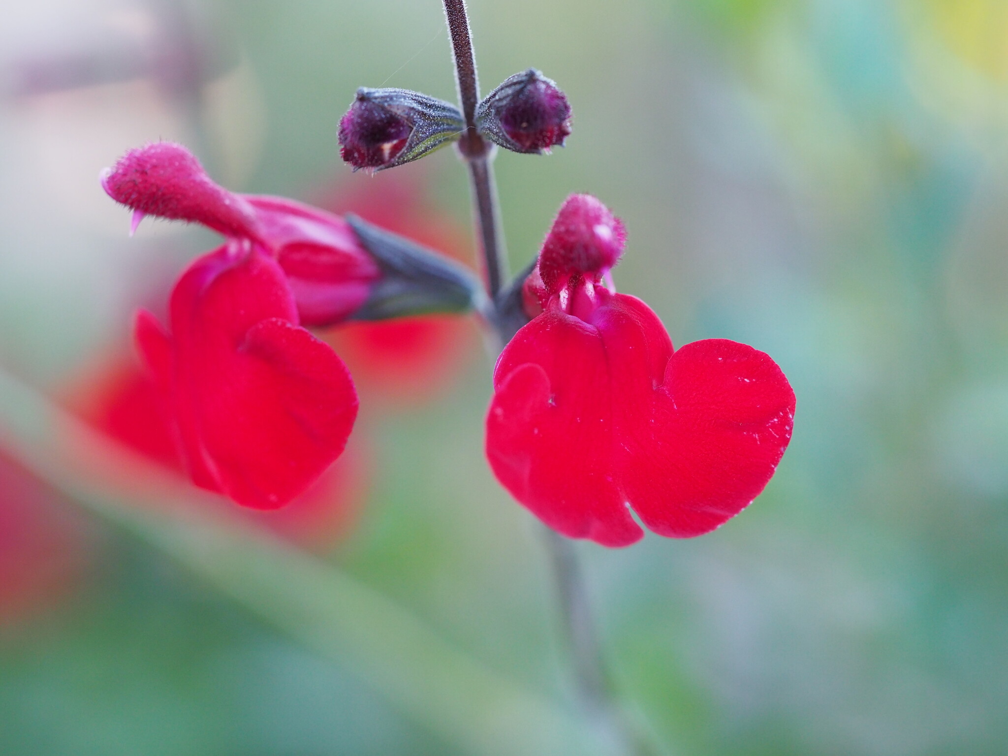 Salvia 'Reve Rouge'