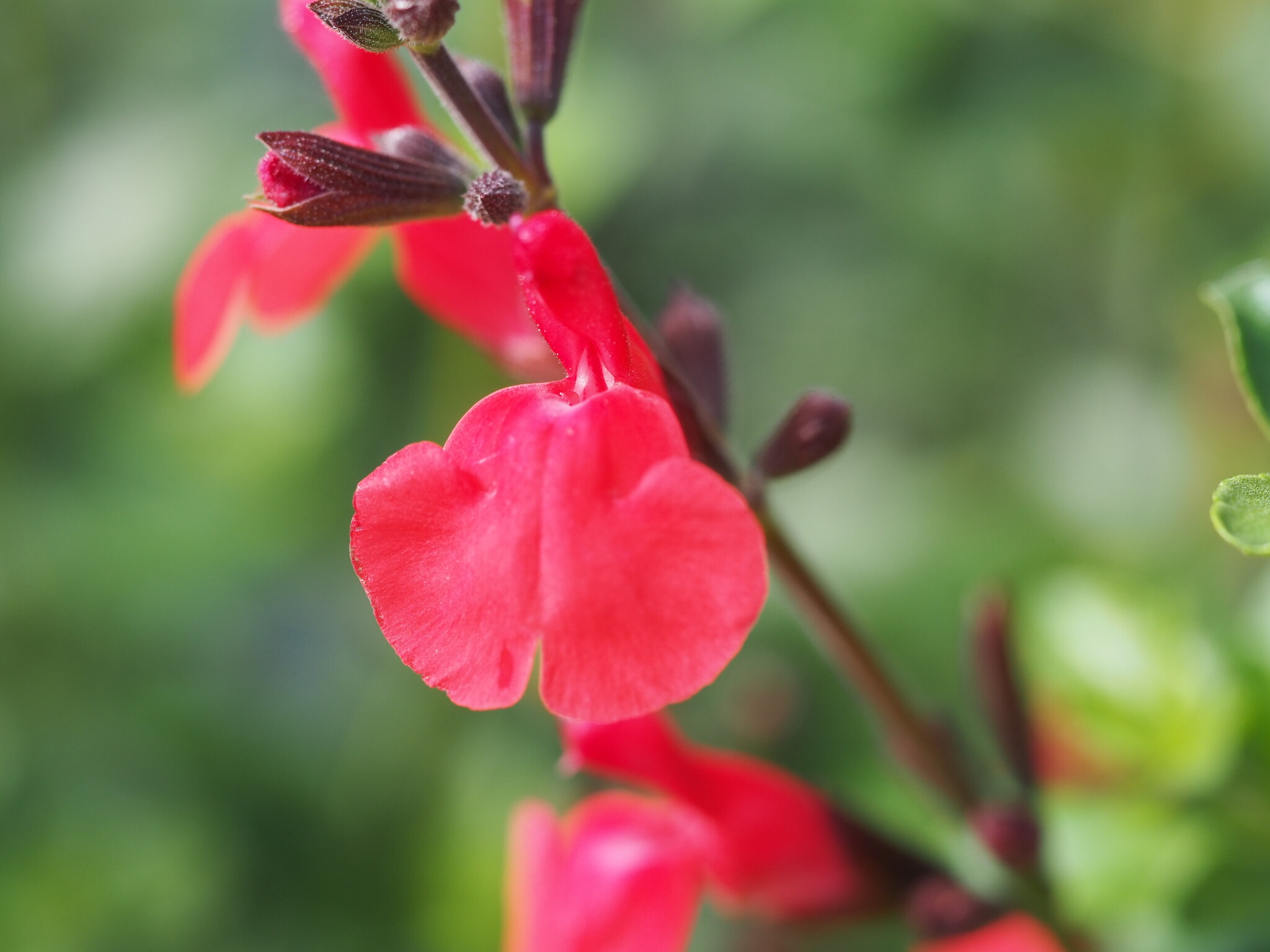 Salvia 'Suzanne'