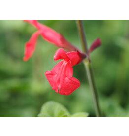 Salvia 'Silke's Dream'