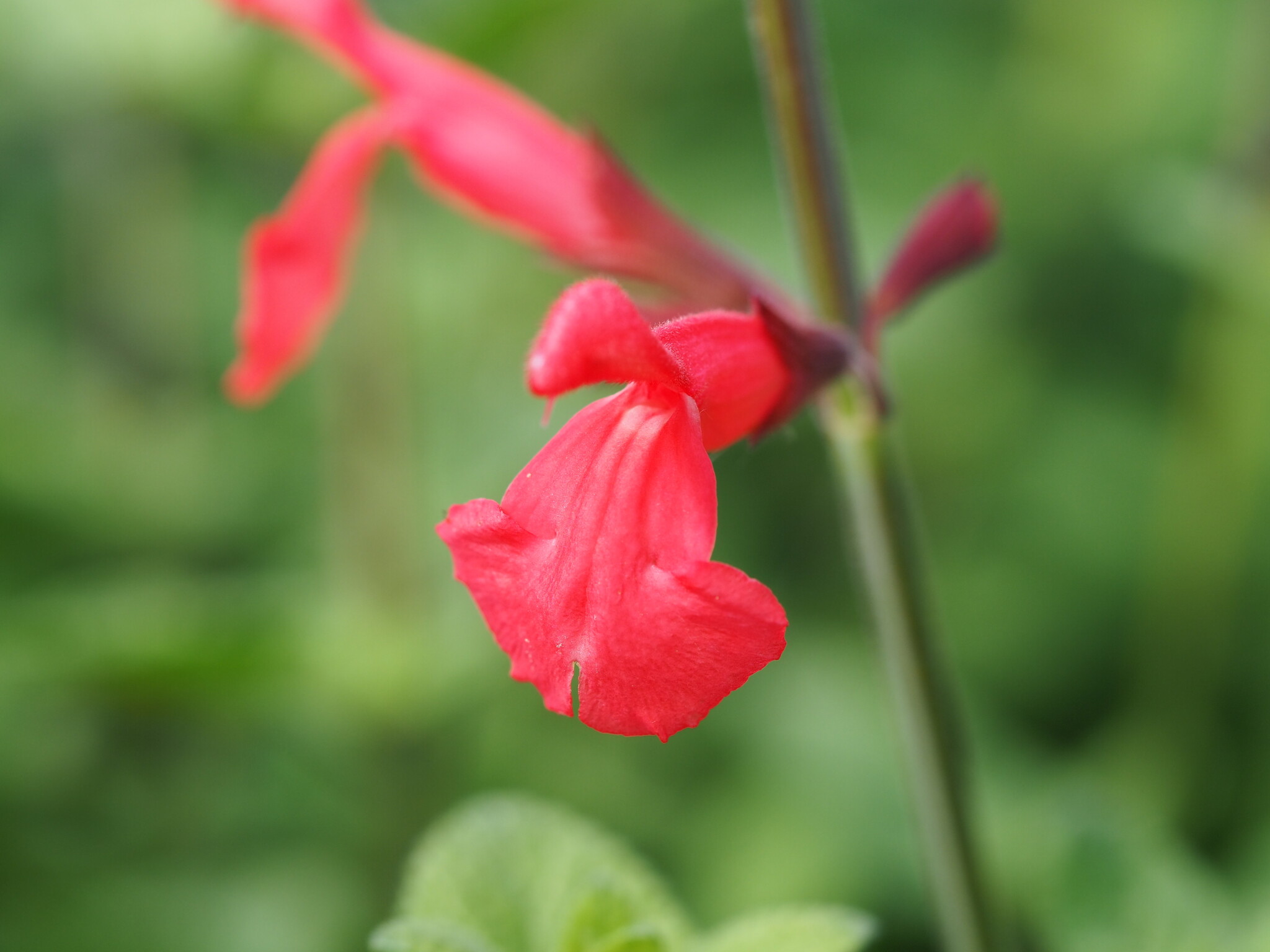 Salvia 'Silke's Dream'