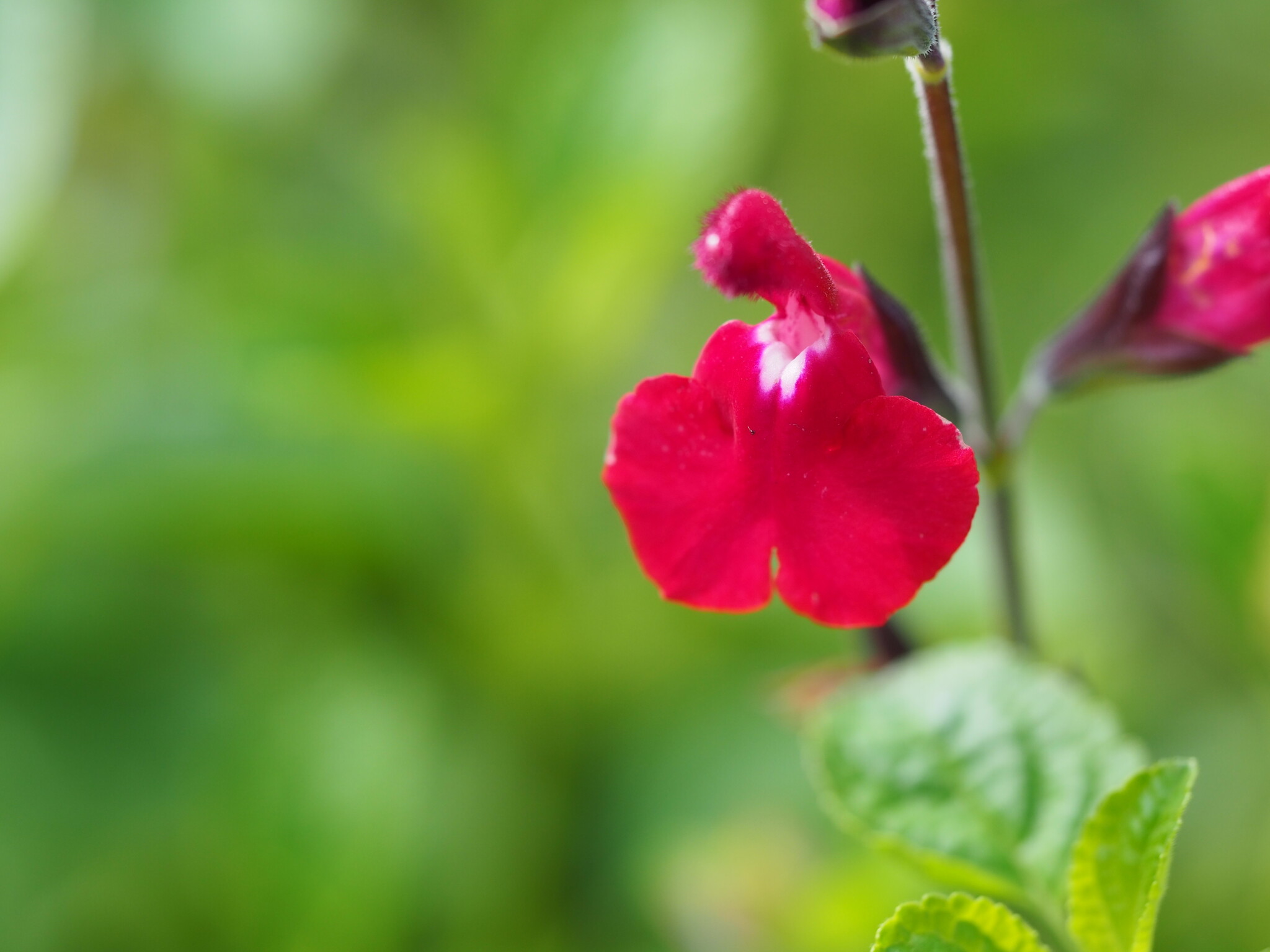 Salvia 'Ruby Star'