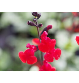 Salvia 'Royal Bumble'