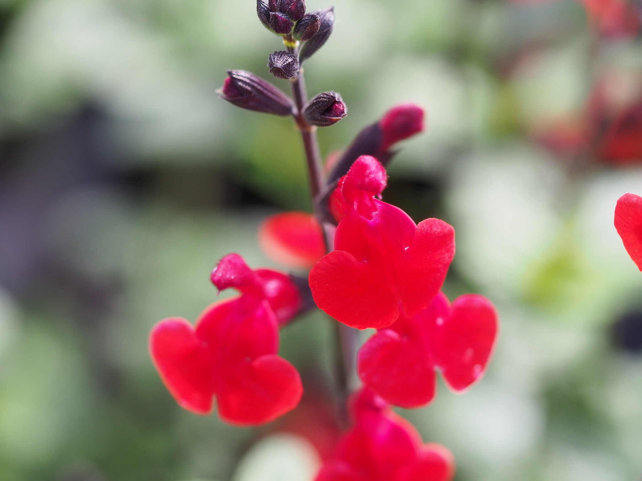 Salvia 'Royal Bumble'