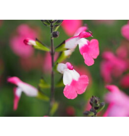 Salvia 'Pink Lips'