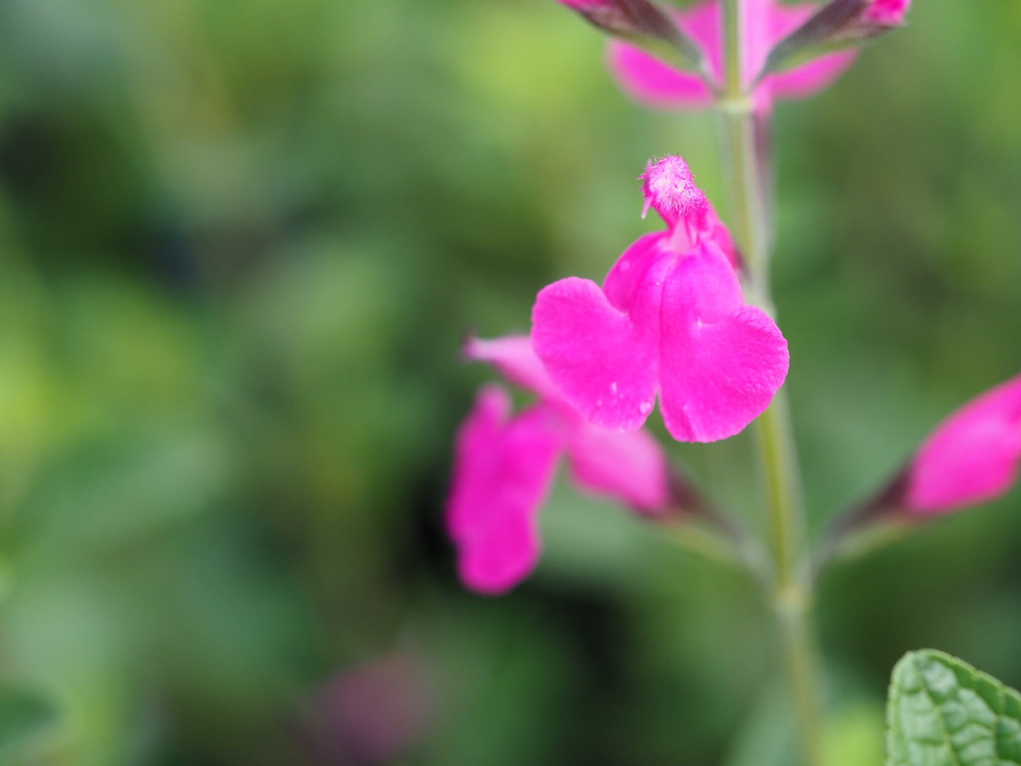 Salvia 'Pink Blush'