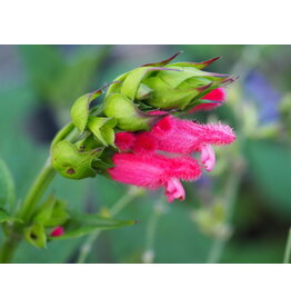 Salvia oxyphora