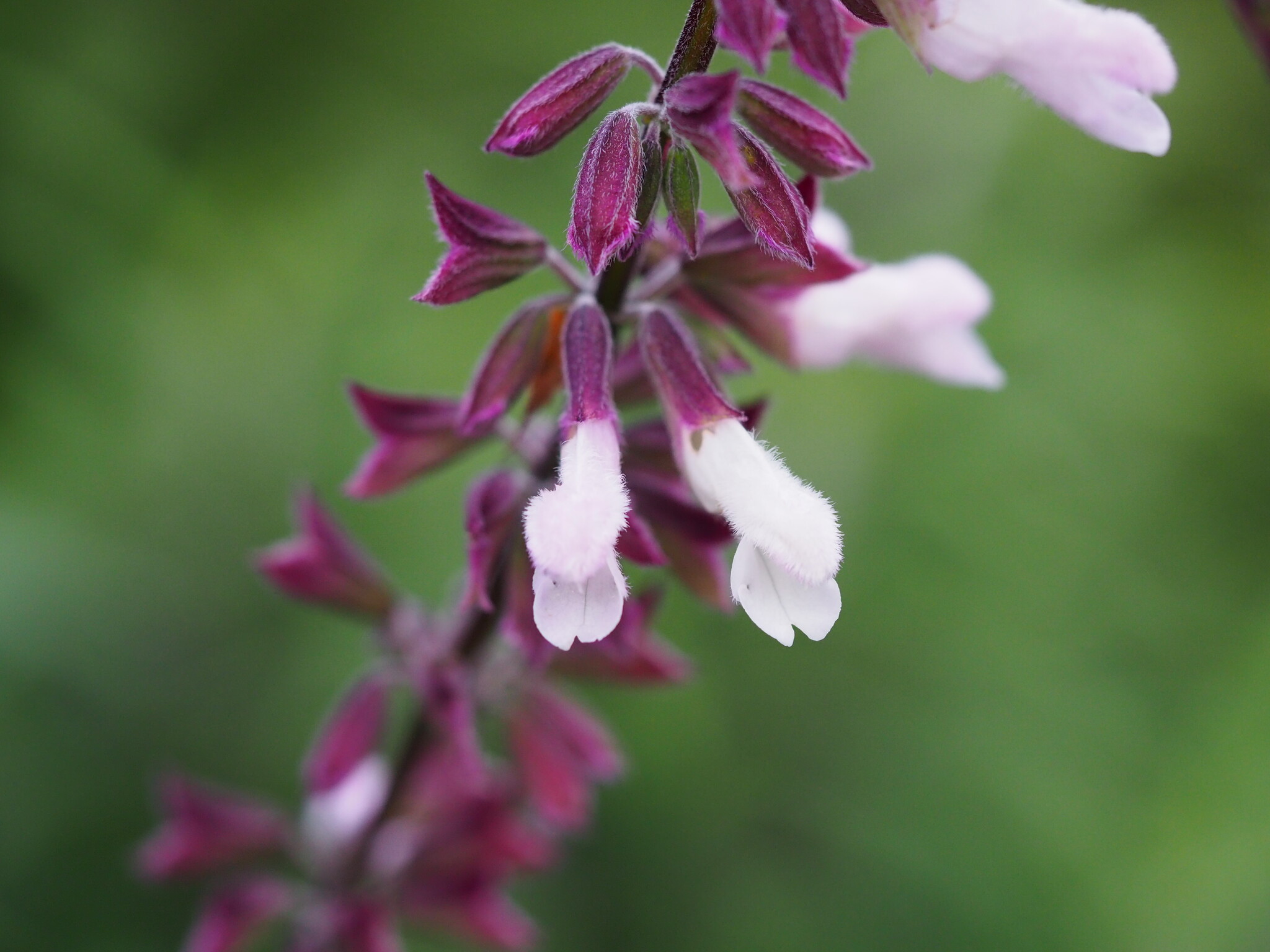 Salvia 'Waverly'