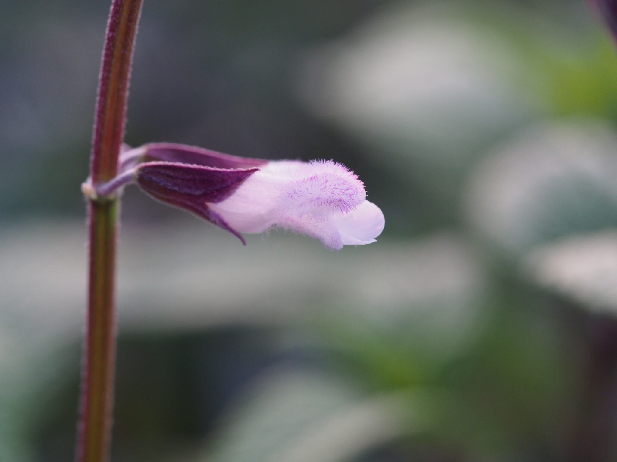 Salvia 'Waverly'